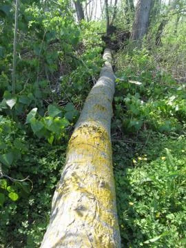Tree fall in the forest caused by natural phenomena Stock Photos