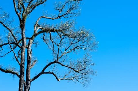 The tree is fall the leaf on blue sky background Stock Photos