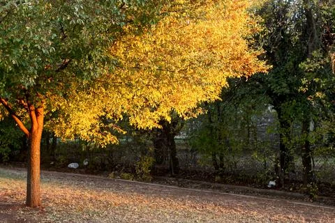 Tree in Fall Oklahoma Golden Hour Light Outside Stock Photos