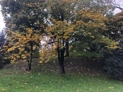 Tree in the fall Stock Photos