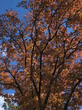 Tree in the fall Stock Photos