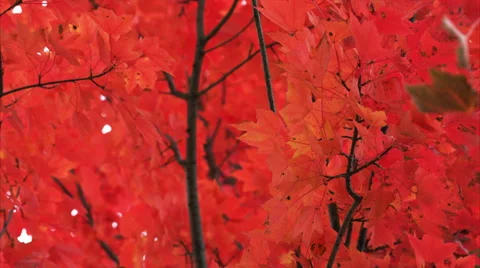 Tree of Fall Red Leaves tight shot Video stock 56434252