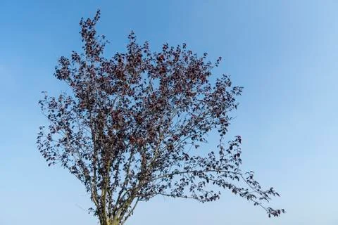 A tree in fall season Stock Photos