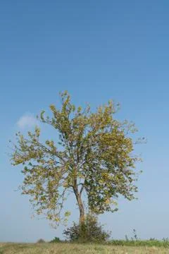 A tree in fall season Stock Photos