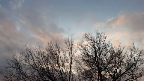 Tree in the fall at sunset. A tree without leaves. Stock Footage 118535186