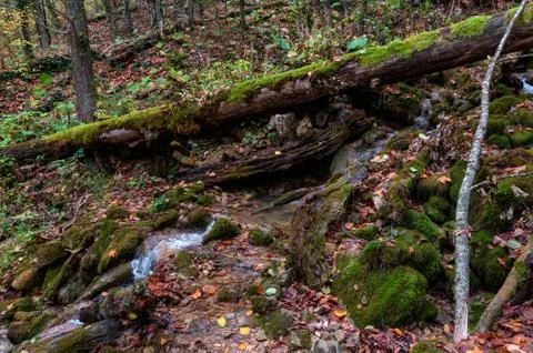 A tree fallen across a mountain stream like a bridge Foto stock