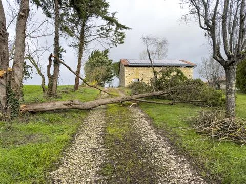 Tree fallen after storm Stock Photos
