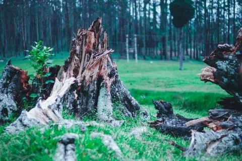 Tree fallen and destructed by the recent storm Stock Photos