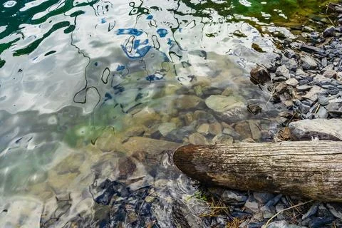 Tree fallen into cold lake. dead dried tree trunk in lake Foto stock