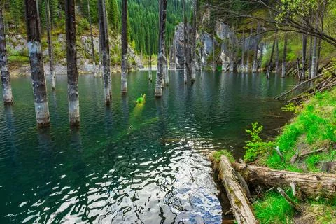 Tree fallen into cold lake. dead dried tree trunk in lake Stock Photos