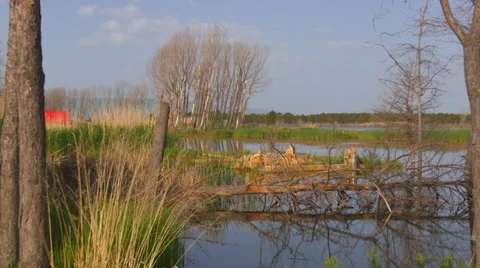 Tree Fallen Down over a Lake Stock Footage 53232799