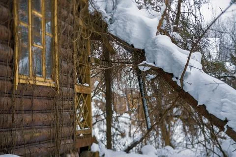 Tree fallen down 库存照片