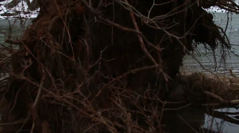 Tree Fallen Down in River During Winter, Slow Motion  Stock Footage 35368407