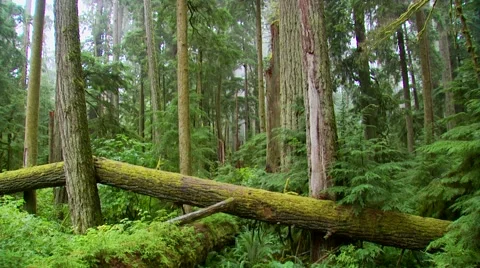 Tree fallen in forest, Canada Stock Footage 60690972