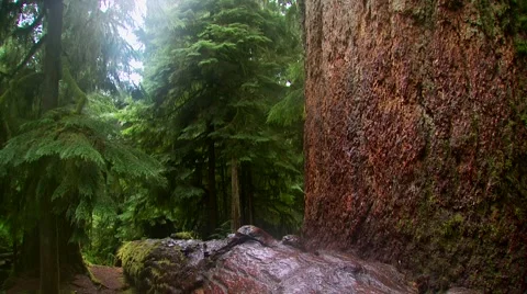 Tree fallen on forest path, Canada Stock Footage 60690967