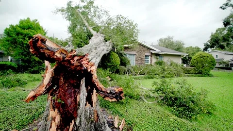 Tree fallen on house after Hurrican Irma Stock Footage 80361442