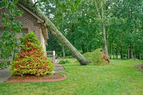 Tree fallen on a house Stock Photos