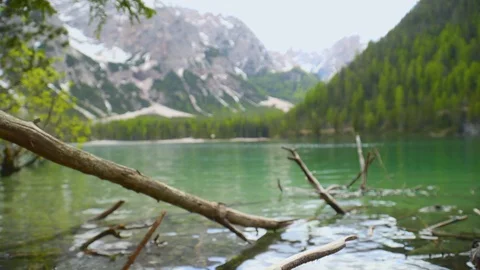 Tree Fallen in the Lake Video stock 112712692