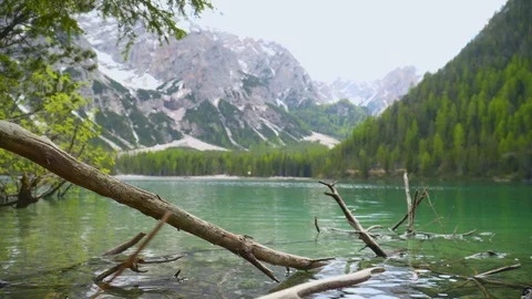 Tree Fallen in the Lake Stock Footage 112712736