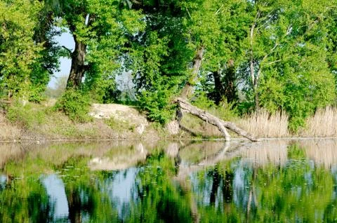 Tree fallen into the lake Stock Photos