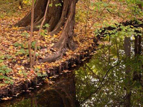 Tree, Fallen Leaves And Reflection of The Tree At The Lakeside In Autumn Stockfoto's