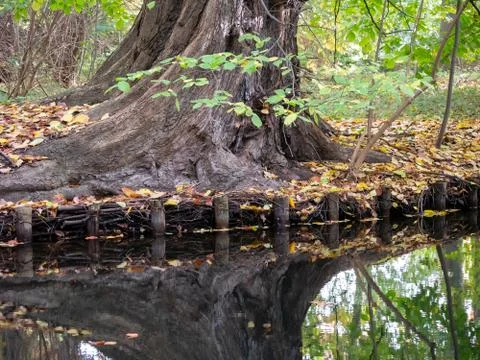 Tree, Fallen Leaves And Reflection of The Tree At The Lakeside In Autumn Stock Photos
