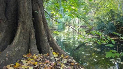 Tree, Fallen Leaves And Reflections of Trees At The Lakeside In Autumn Stockfoto's