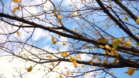 Tree with fallen leaves on the background of the cloudy sky Vídeo Stock 103978138