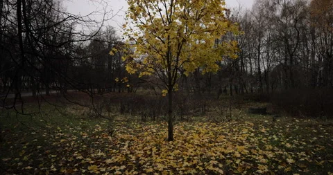 Tree with fallen leaves on the ground Stock Footage 220957077