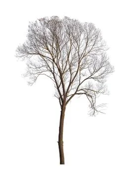 Tree with fallen leaves isolated 写真素材