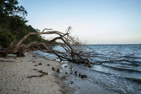 Tree Fallen into the Ocean Shore 写真素材