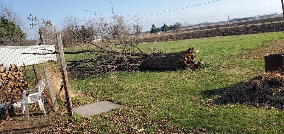 Tree fallen over Backyard Stock Photos