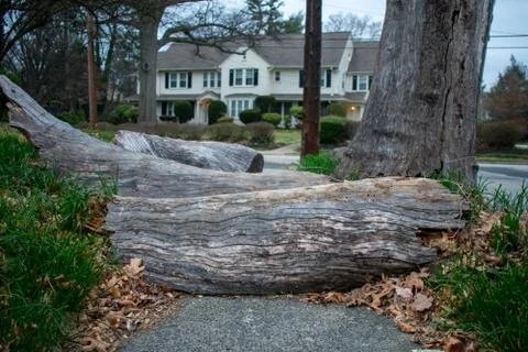 A Tree Fallen Over the Sidewalk Blocking the Path Stock Photos