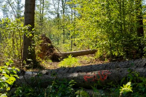 Tree fallen over by storm in forest with large root plate Stock Photos