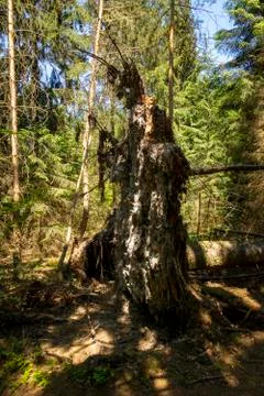 Tree fallen over by storm in forest with large root plate Stock Photos