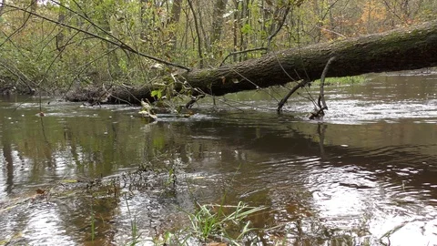 Tree fallen over stream Stock Footage 123009291
