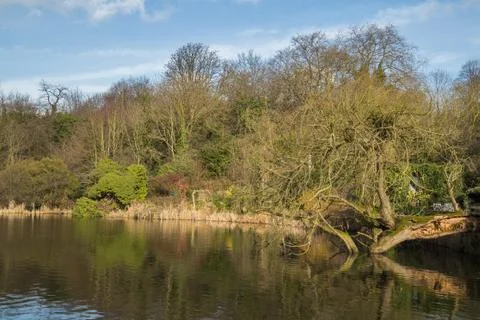 Tree fallen over the water Stock Photos