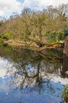 Tree fallen over the water Stock Photos