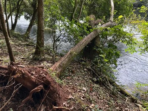Tree fallen by the river Stock Photos