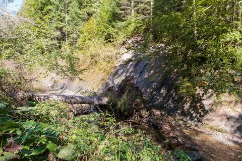 Tree fallen in stream from exposed rock on mountain slope Stock Photos