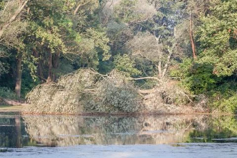 Tree fallen in water Stock Photos
