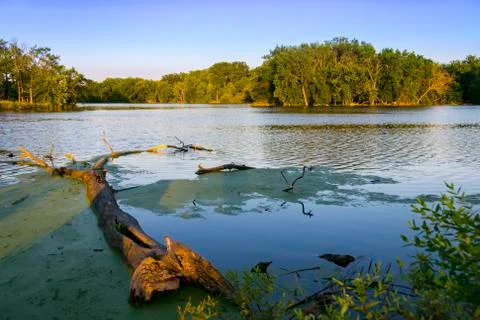 Tree fallen into the water Stock Photos