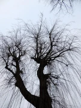 Tree with falling branches against the sky Stock Photos