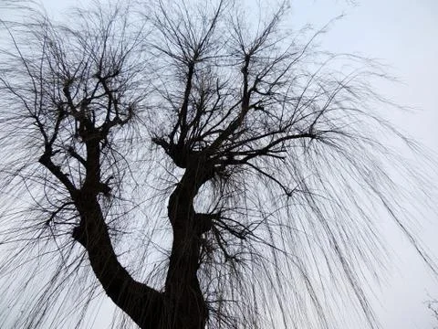 Tree with falling branches against the sky Stock Photos