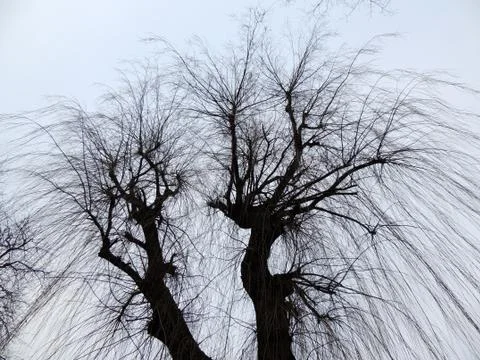 Tree with falling branches against the sky Stock Photos