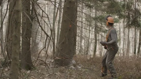 A tree is falling down Stock Footage 92890094