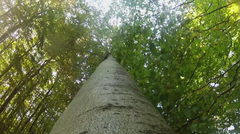 Tree Falling Down Long Shot - Tree Perspective ( GoPro-Shot) Stock Footage