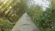 Tree Falling Down - Tree Perspective ( Gopro-Shot) Stock Footage