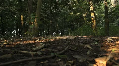 Tree Falling Down to Woodland Floor HD File Stock Footage 10681343