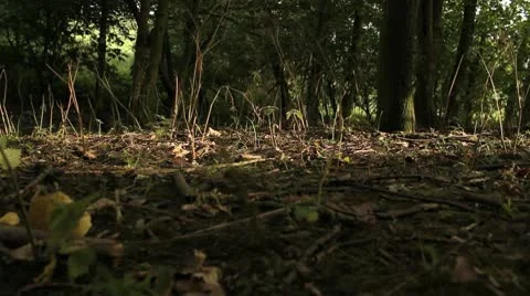 Tree Falling Down to Woodland Floor and Breaking Up HD File Stock Footage 10681429